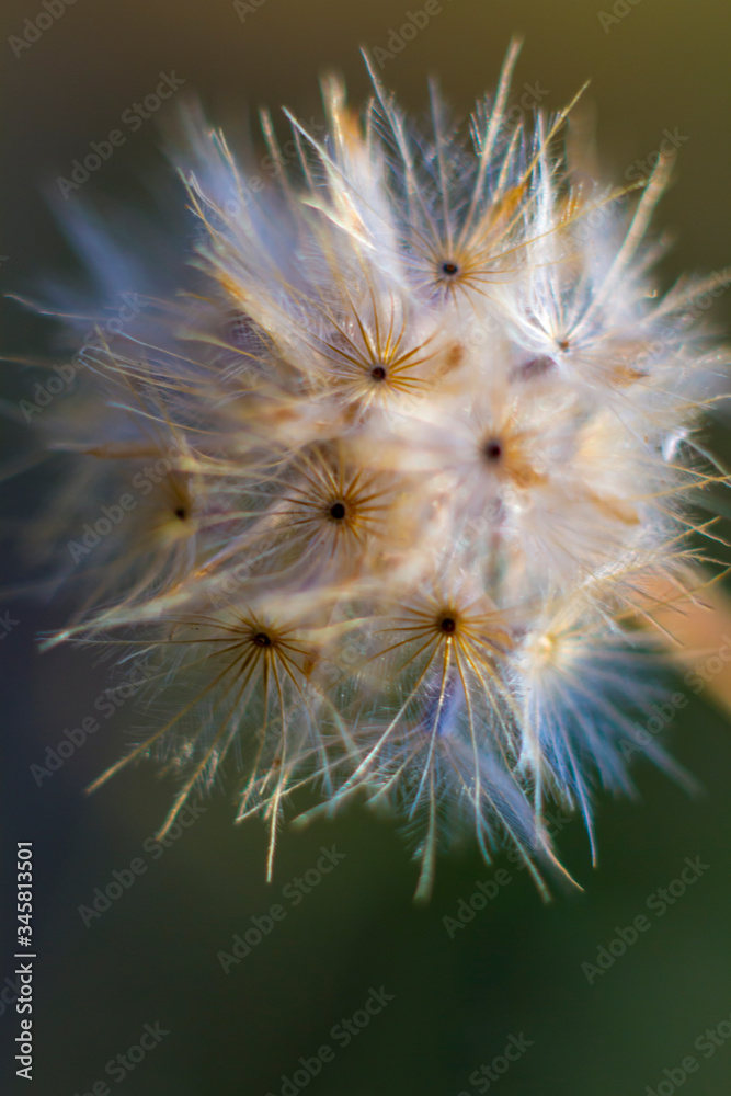 close up of dandelion seeds close up of dandelion seeds