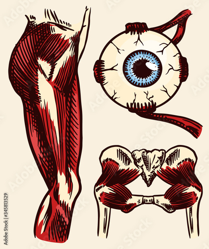 Anatomy of human thigh muscles, eye and pelvis in vintage style. Visual system. Hand drawn engraved monochrome sketch. Vector illustration. Poster or banner for biology lesson. 