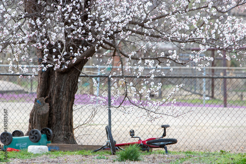 spring in the garden