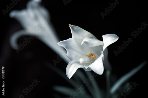 flower on black