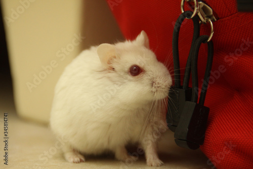 A cute hamster sniffing a bag
