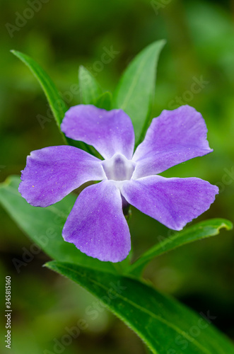 vinca major