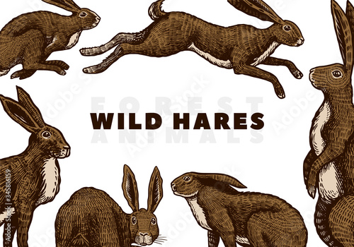 Wild hares background. Rabbits are sitting and jumping. Forest bunny. Hand drawn engraved old sketch for T-shirt, cards or banner or poster. Vector illustration.