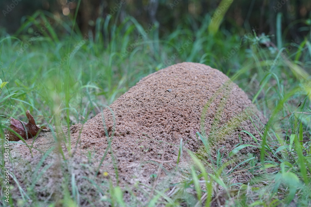 Ant Bed in the Grass Ant Bed in the Grass
