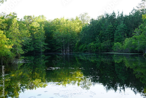 Pond in the woods