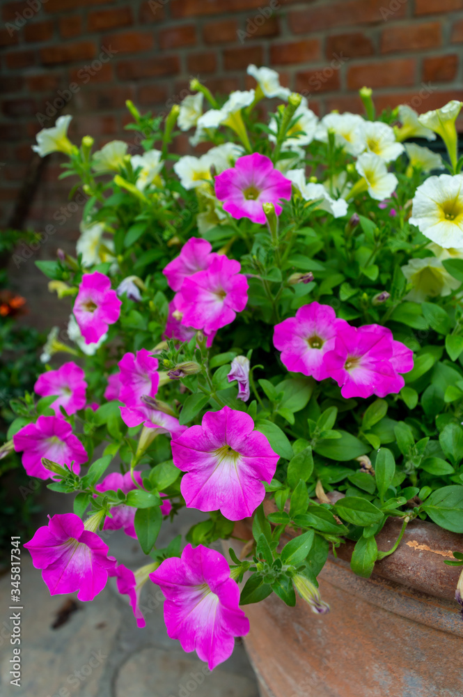 Pink and white bushes The flower features a spittoon, pink and white.