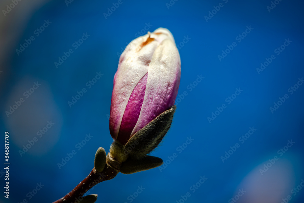 Fototapeta premium Magnolia flowering time, close-up photography