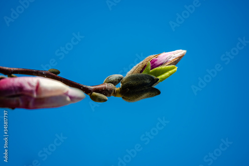 Magnolia flowering time, close-up photography 
