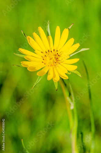 tragopogon pratensis