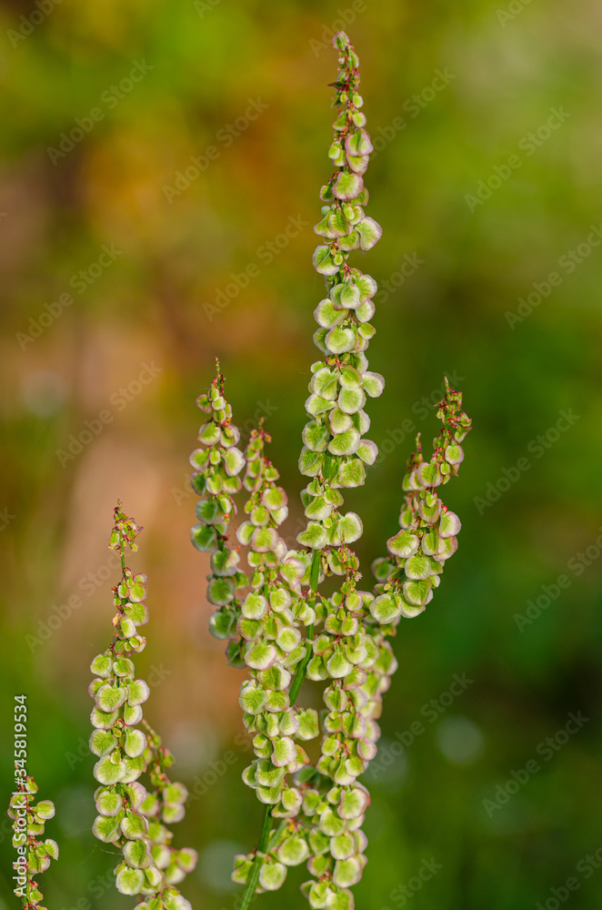 Rumex crispus Rumex crispus