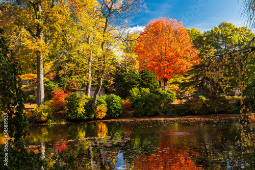 autumn trees in the park