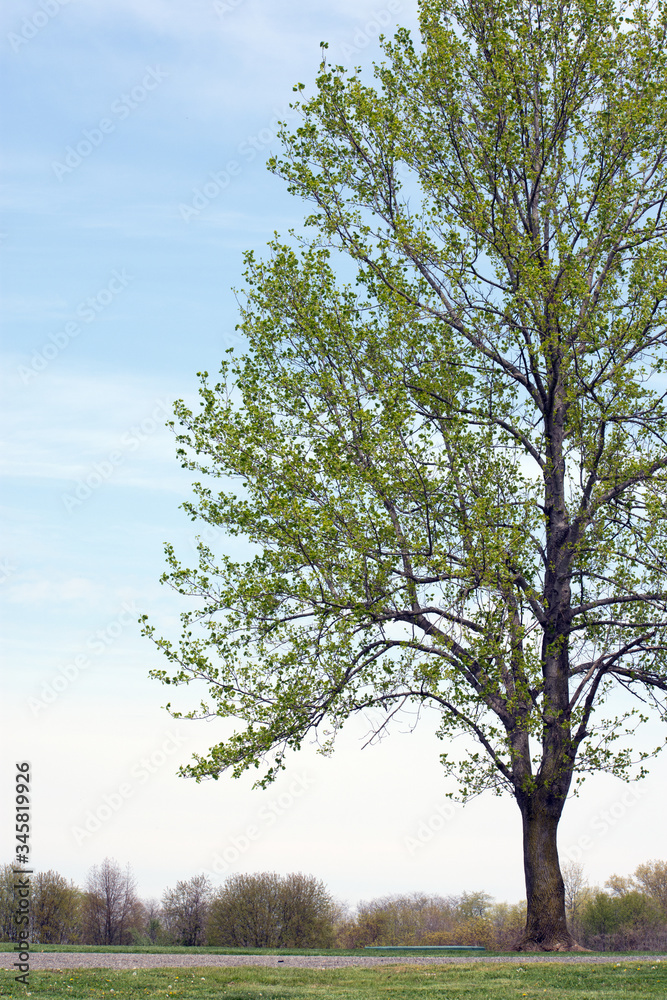 Fototapeta premium A green tree with a blue sky background.