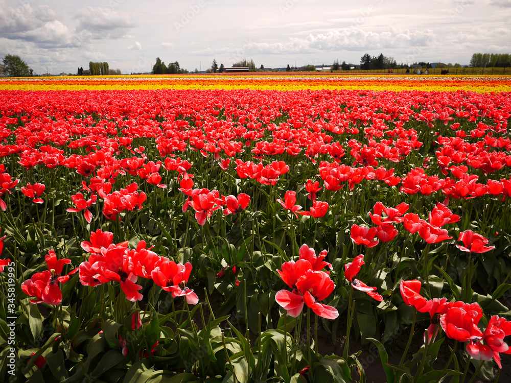 The Skagit Valley Tulip Festival is a Tulip festival in the Skagit Valley of Washington state, United States. The Skagit Valley Tulip Festival is a Tulip festival in the Skagit Valley of Washington state, United States.