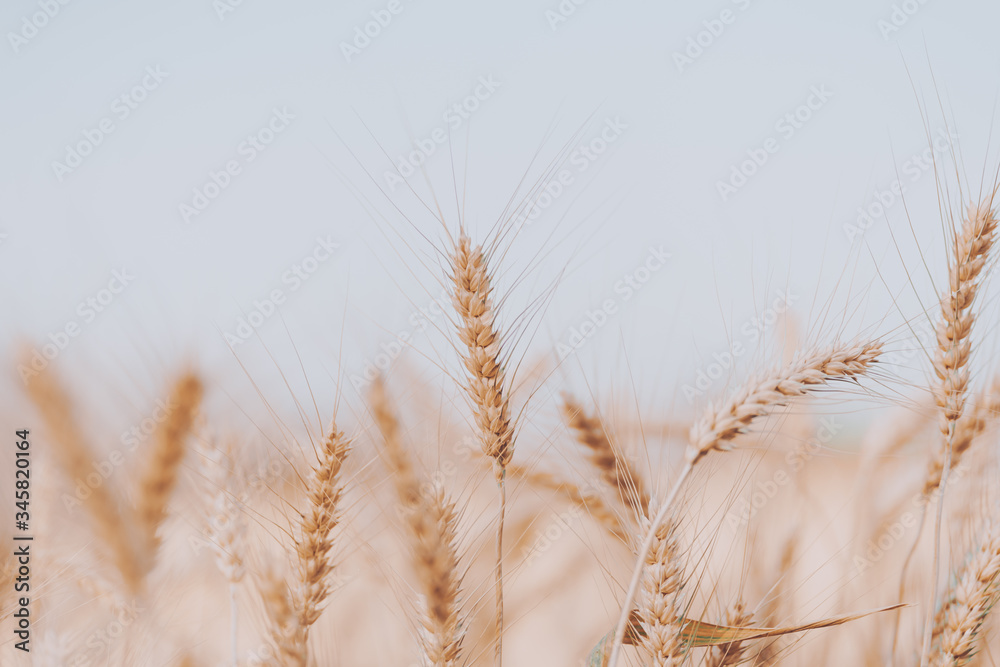 Fototapeta premium Beautiful golden wheat fields in Chiang Mai, Thailand.
