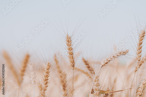 Beautiful golden wheat fields in Chiang Mai  Thailand.