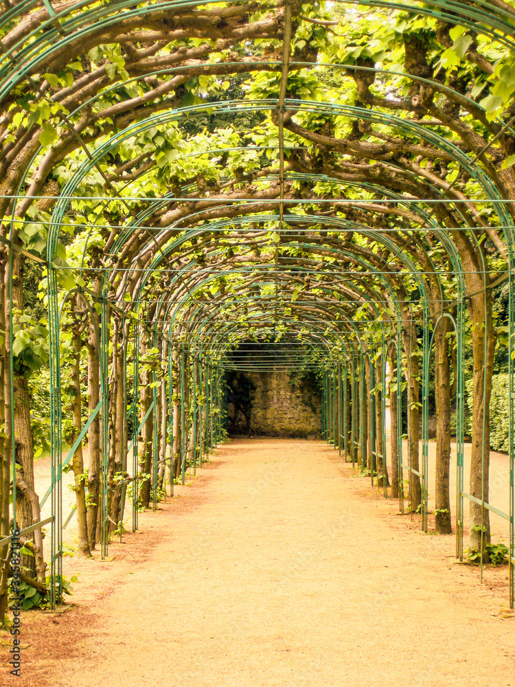 Obraz premium Grapevine of the park SanssouciPotsdam Germany