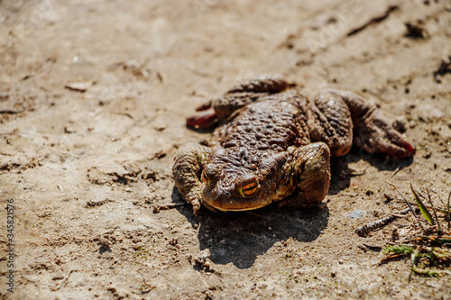 Big toad close-up. An amphibian frog sits on the sand.