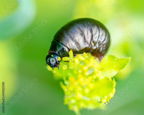 larva of timarcha tenebricosa photo