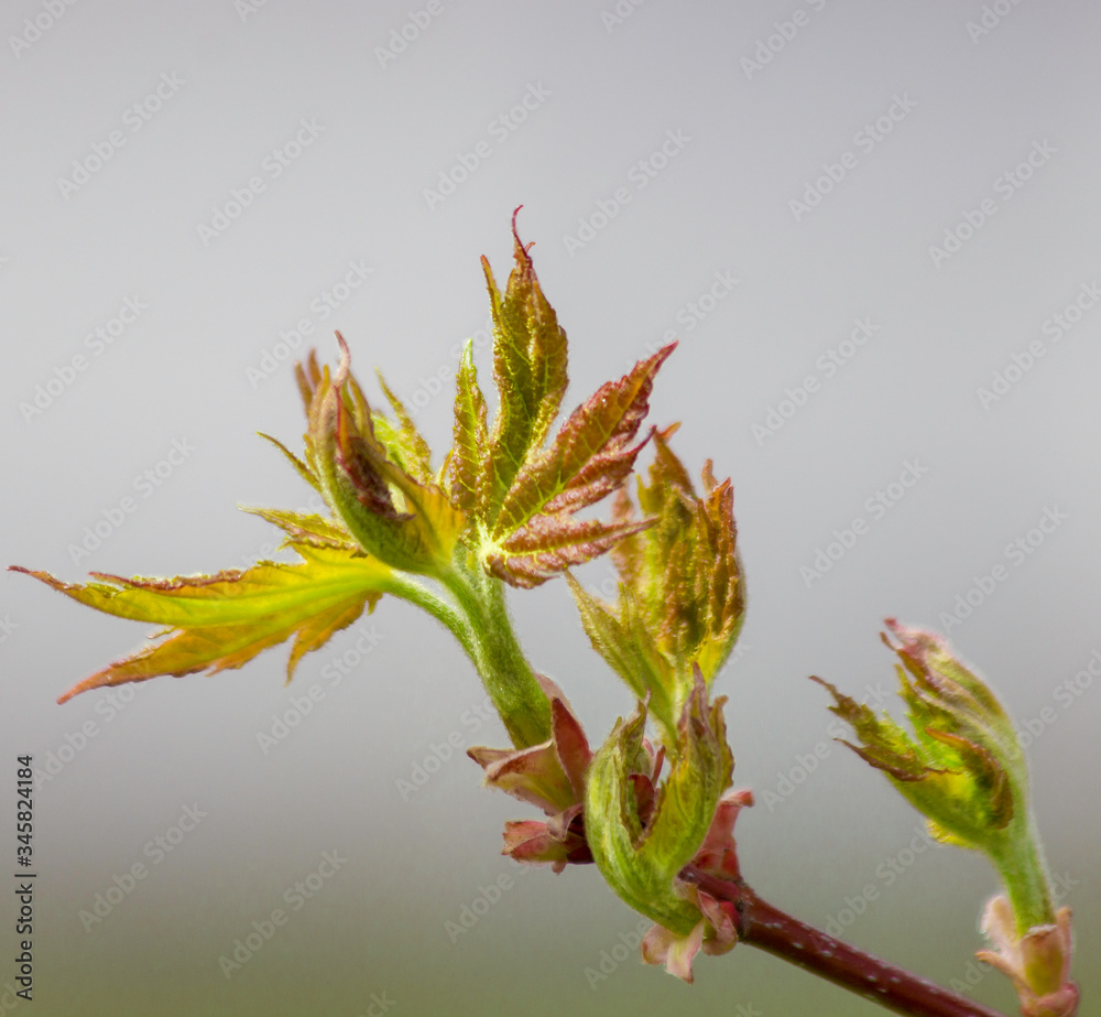 Obraz premium Blooming Maple Leaves