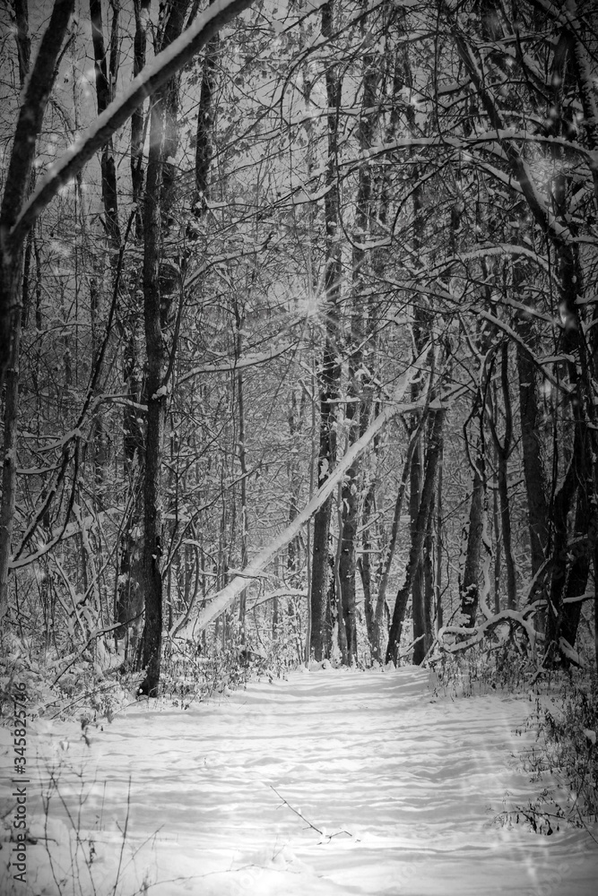 Fototapeta premium Wintery Woods