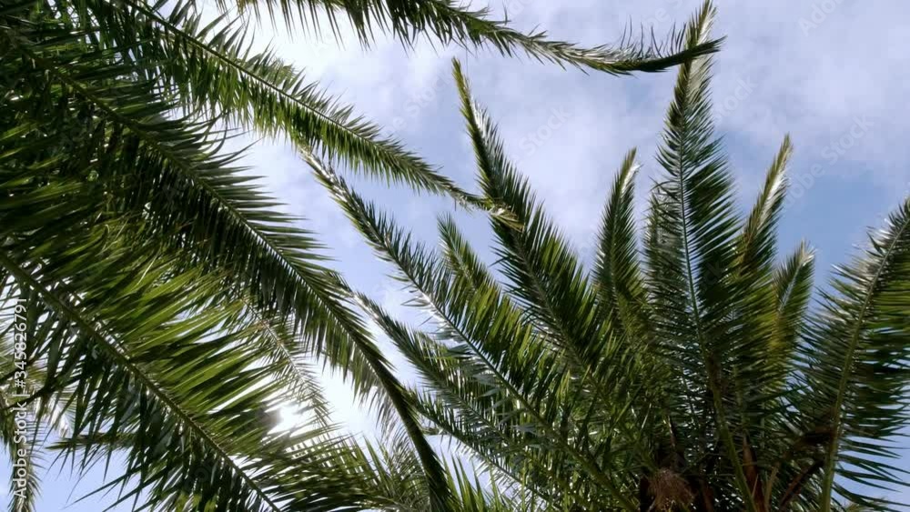 Looking up at green palm fronds waving in the wind as clouds move over above in a blue sunny sky in a travel and tropical vacation concept Looking up at green palm fronds waving in the wind as clouds move over above in a blue sunny sky in a travel and tropical vacation concept