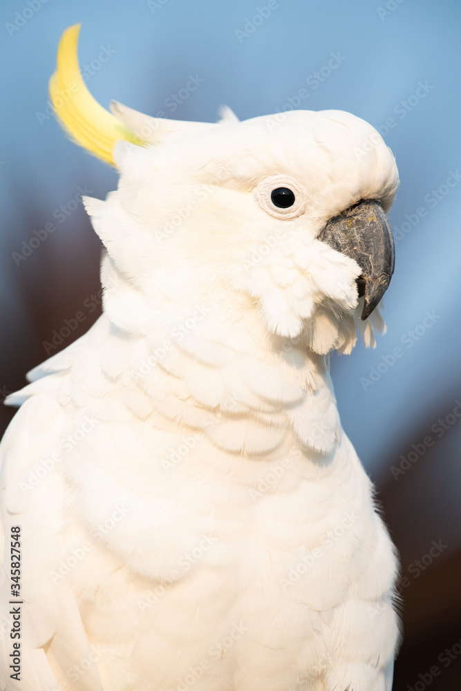 Close up portrait of Australian cockatoo looking at camera from the side