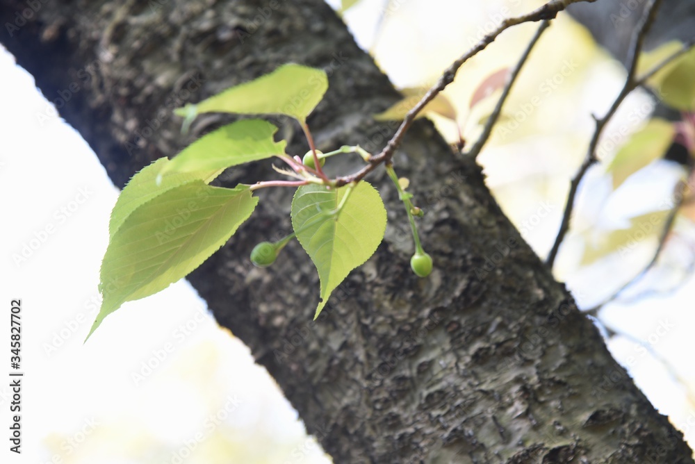 Cherry tree bark and leaves / Rosaceae deciduous tree
Cherry tree bark and leaves / Rosaceae deciduous tree