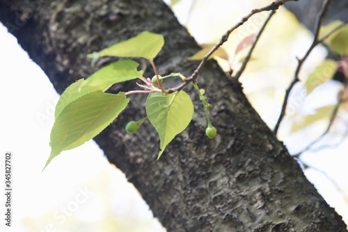 Cherry tree bark and leaves / Rosaceae deciduous tree 