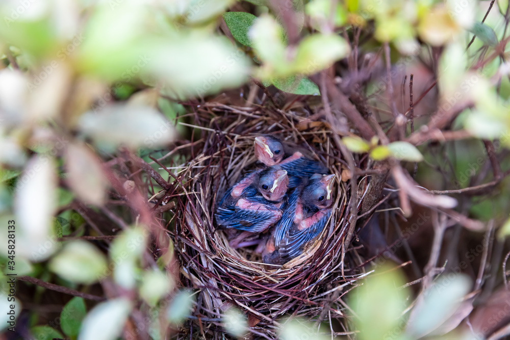 Cardinal fledglings in nest, cardinalis cardinalis