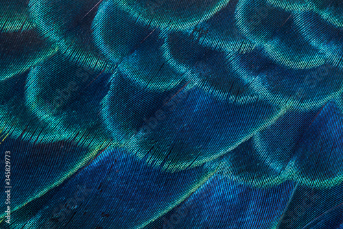 Peacock feathers in closeup ,The beauty of bird feathers for background