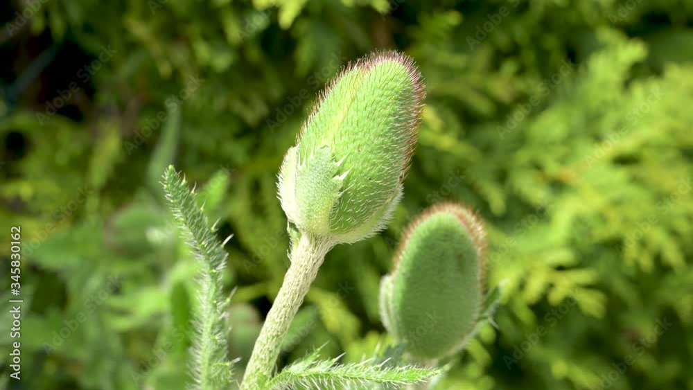 Close-up of a still closed corn poppy blossom in spring Close-up of a still closed corn poppy blossom in spring