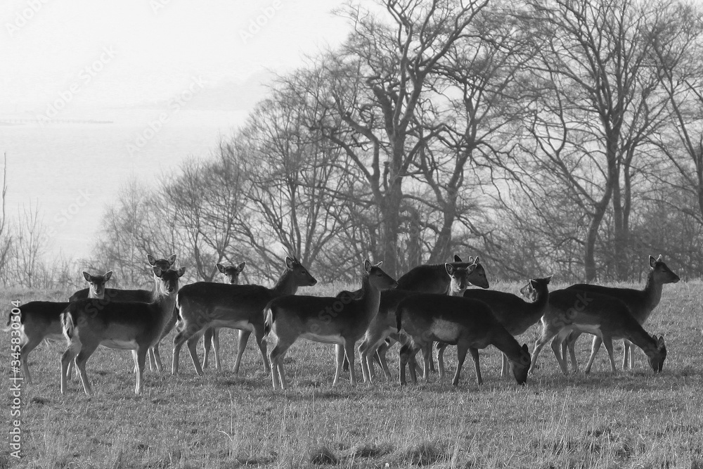 group of deer in a field group of deer in a field