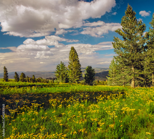 Toiyabe National Forest with spring  flowering meadow, near Virginia Lakes, California photo
