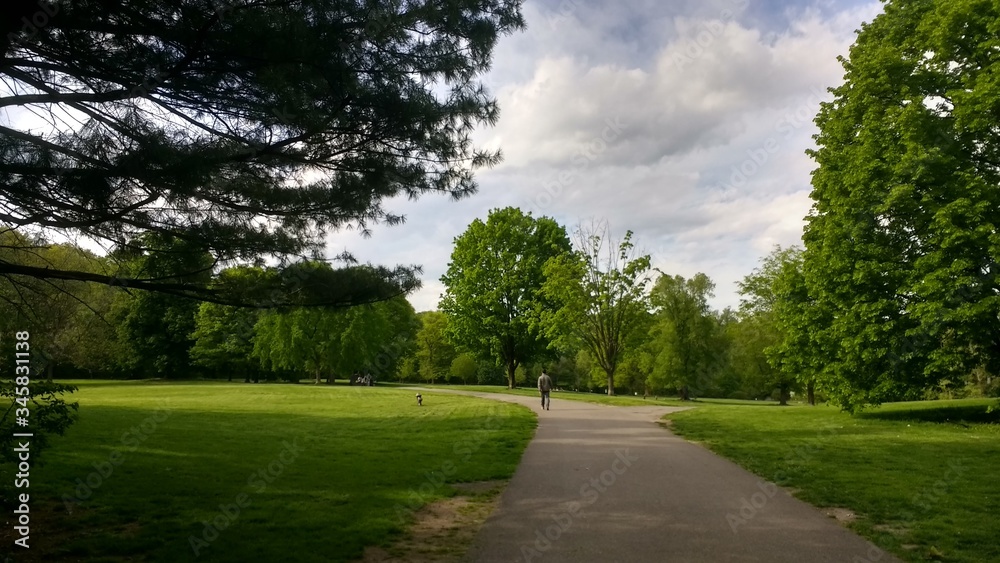 landscape with trees in the park trees in the woods landscape with trees in the park trees in the woods