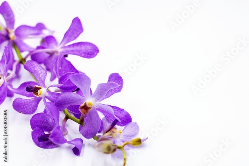 Fototapeta Naklejka Na Ścianę i Meble -  Purple orchid are on white background