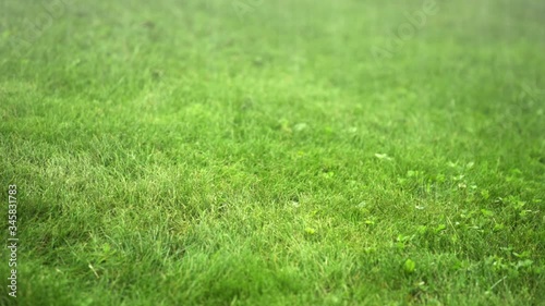 Wallpaper Mural Steady Rain on a Lawn, with sound. Torontodigital.ca