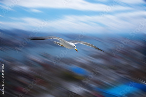 スピードカモメ