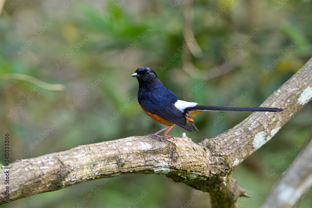 Fototapeta premium red winged blackbird