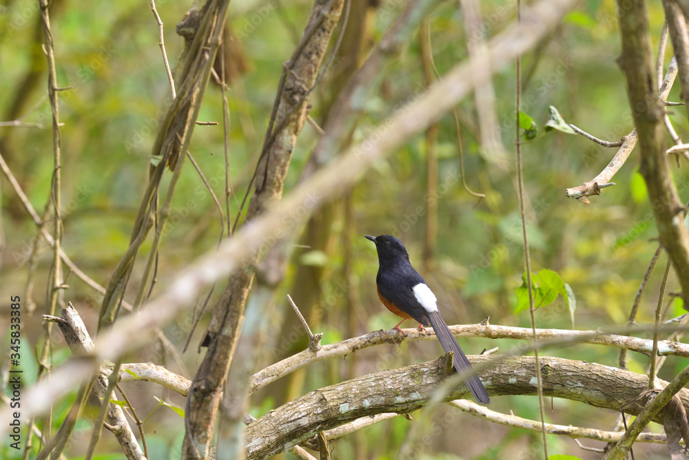 Fototapeta premium black winged blackbird