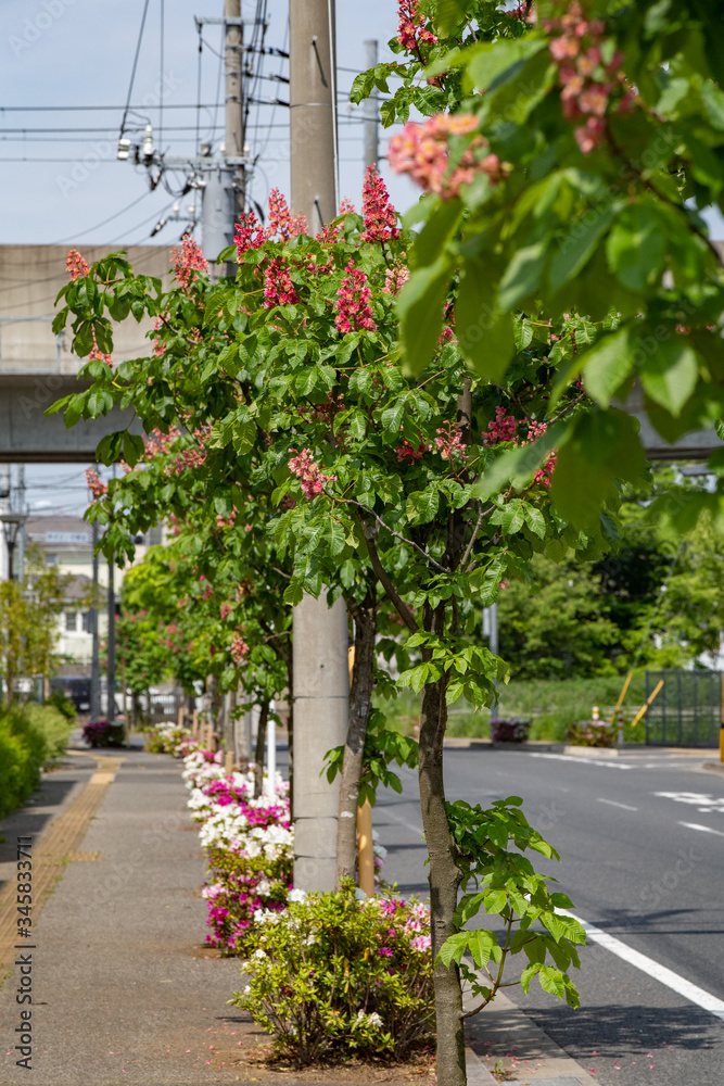 Obraz premium 花咲く