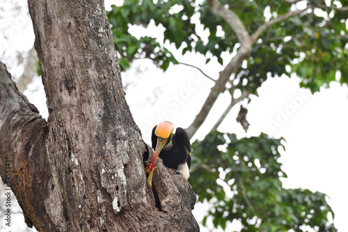 Hornbill feeding on a tree