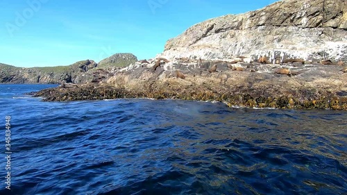 Fur Seals on the Rocks at Bruny Island photo