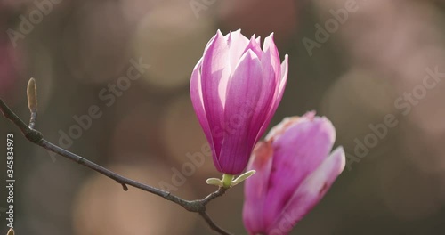 closeup shot of magnolia