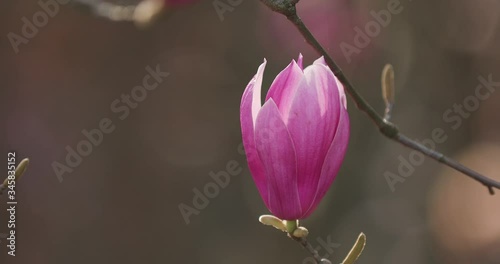 closeup shot of magnolia