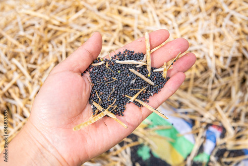 Foto Hand holds a handful of rapeseed