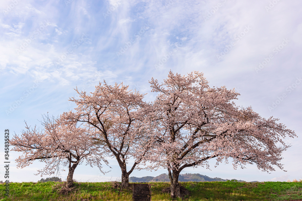 200421下林桜Z009
