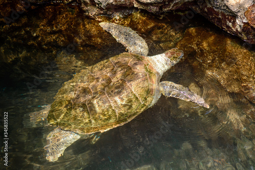 A huge sea turtle in the sea near the rocks.