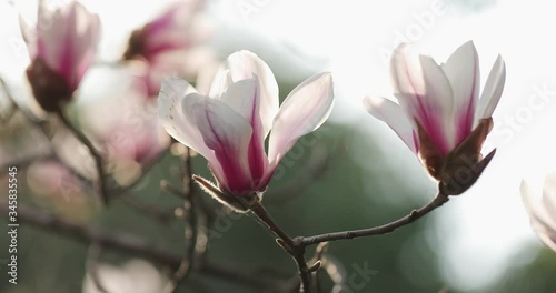 closeup shot of magnolia
