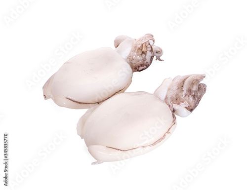 Fresh squid an isolated on white background with clipping path