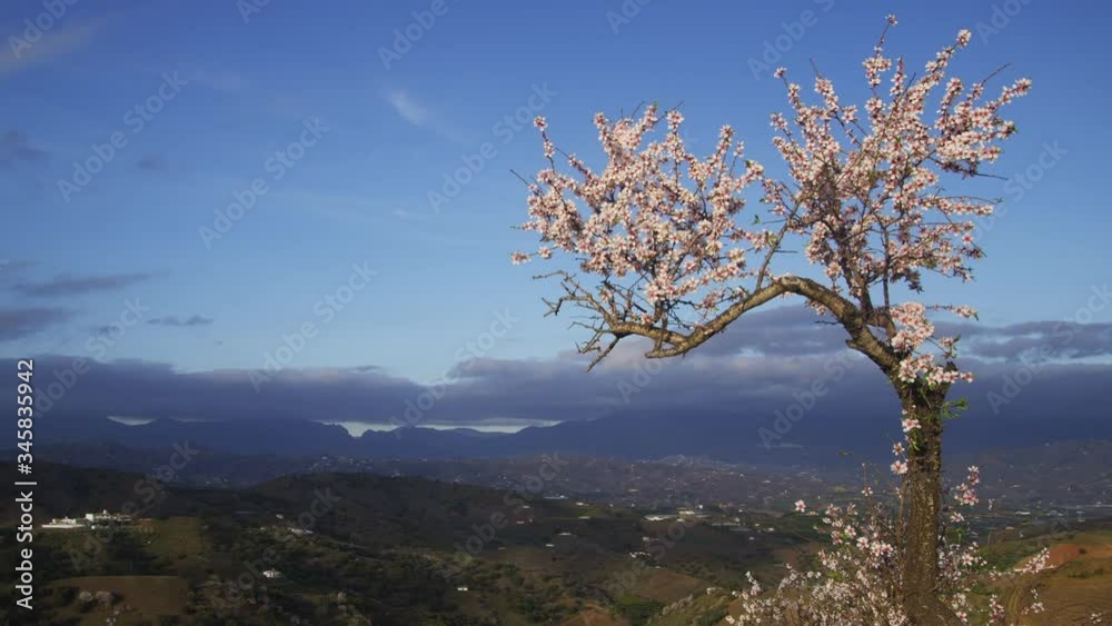 WS Blossoming almond tree (Prunus dulcis) on ridge overlooking Axarquia valley WS Blossoming almond tree (Prunus dulcis) on ridge overlooking Axarquia valley
